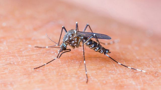 Seu smartphone pode ajudar a combater o Zika vírus