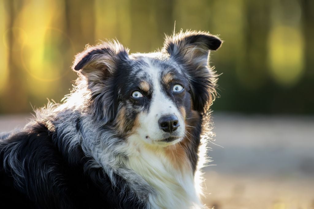 Cachorros enxergam como nós, humanos?