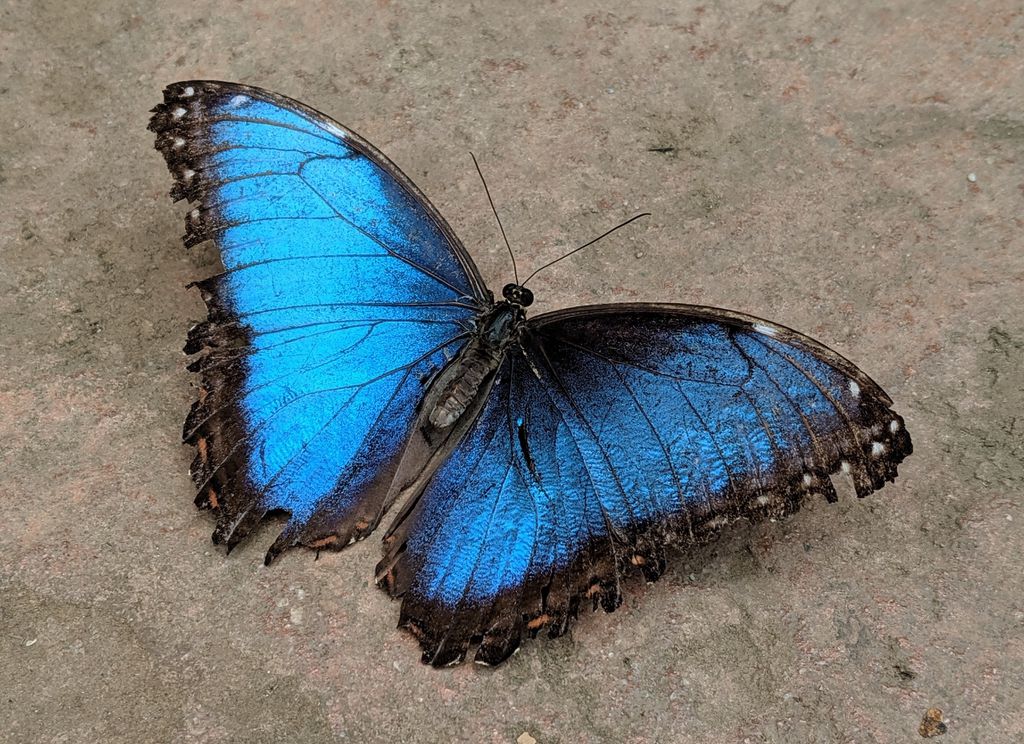 A diferença entre borboleta e mariposa pode ser vista na aparência e no comportamento (Imagem: Anne Lambeck/Unsplash)