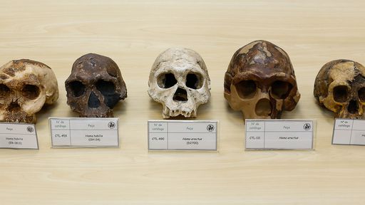 Estudo brasileiro pode mudar tudo o que sabemos sobre a evolução humana