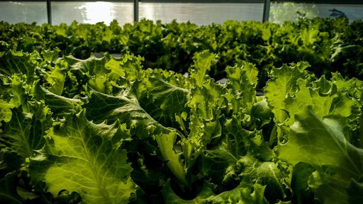 Projeto ajuda pequenos produtores rurais a implementar tecnologia nos negócios