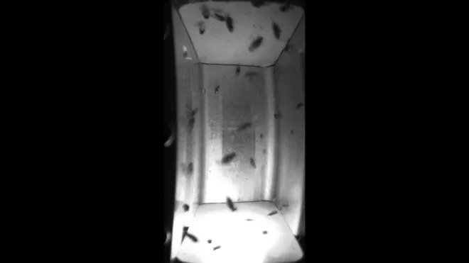 Experimento com moscas indica que microgravidade pode afetar o cérebro (Imagem: Mhatre et al., 2022/Cell Reports)
