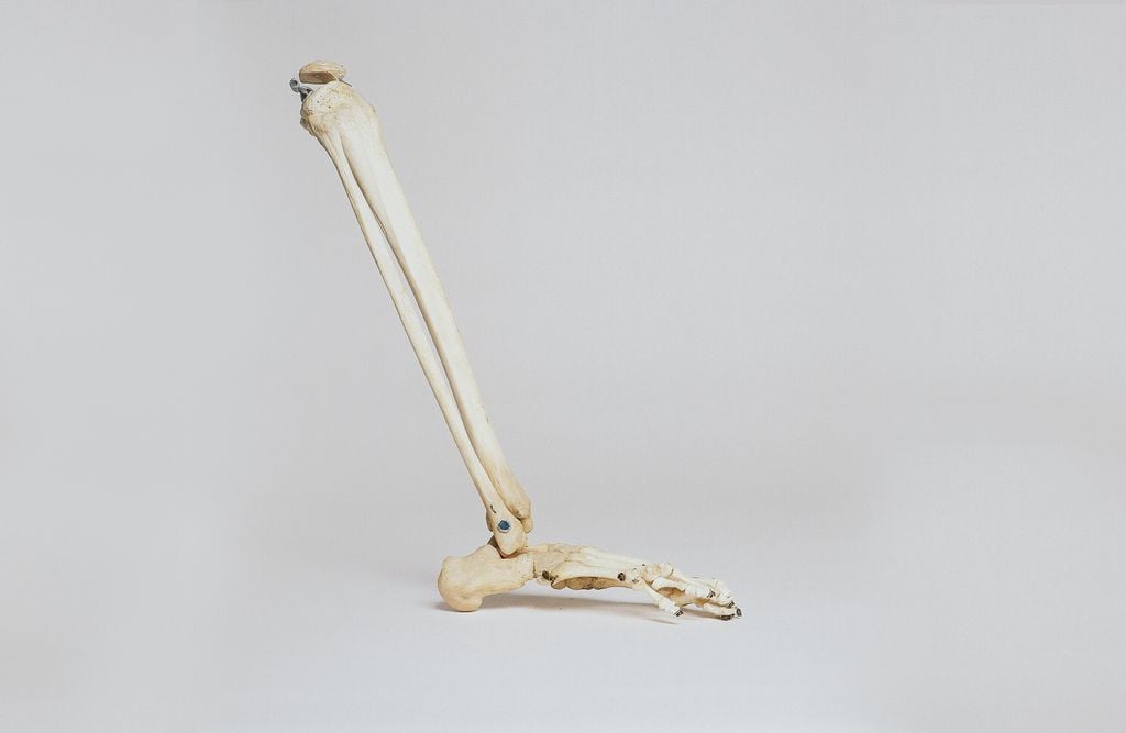 Análise de esqueletos, incluindo o osso tíbia, indica quem corria mais risco de morrer durante a Gripe Espanhola de 1918 (Imagem: Nino Liverani/Unsplash)