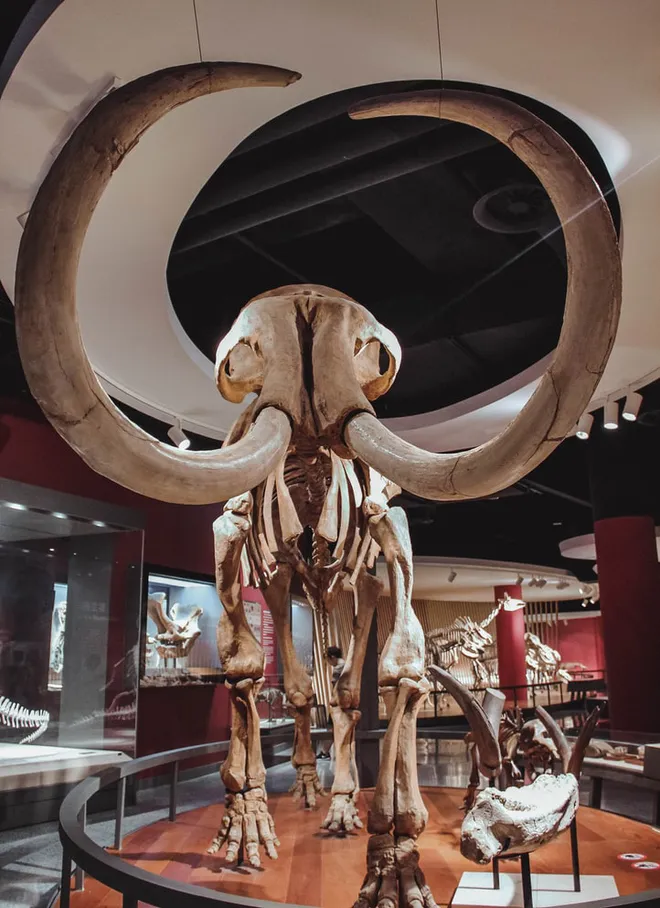 Os estudos de Gilbert e equipe ajudam nos esforços de des-extinção de espécies com o mamute lanoso (Imagem: Maud Beauregard/Unsplash)