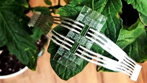 Adesivo permite saber como anda a saúde das plantas em tempo real