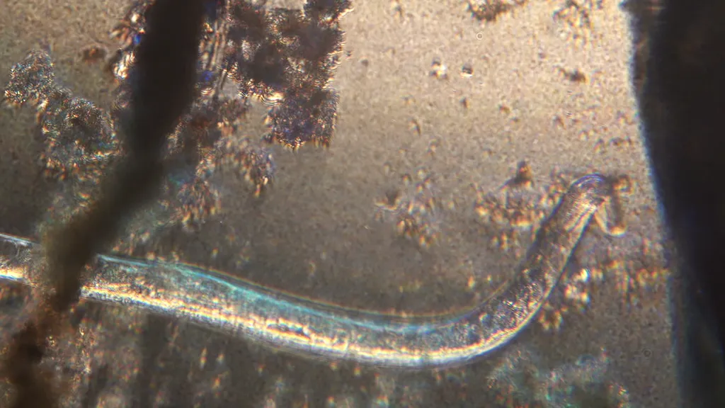 Pesquisadores testam efeito de temperaturas mais baixas em vermes da espécie Caenorhabditis elegans (Imagem: Harbingerl/Envato)