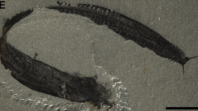 Mussini et al./Current Biology