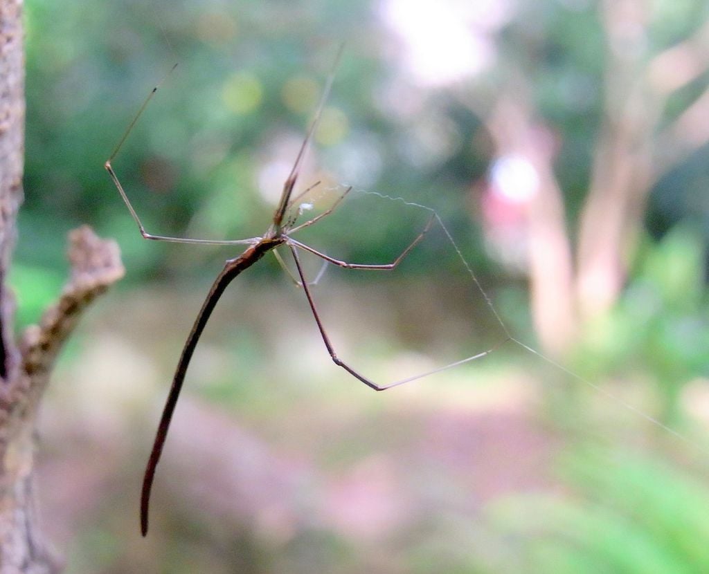 As aranhas-chicote usam técnicas de camuflagem para afastar predadores e capturar presas com maior eficiência, parecendo gravetos presos na teia de aranha (Imagem: Peter Woodard/Domínio Público)