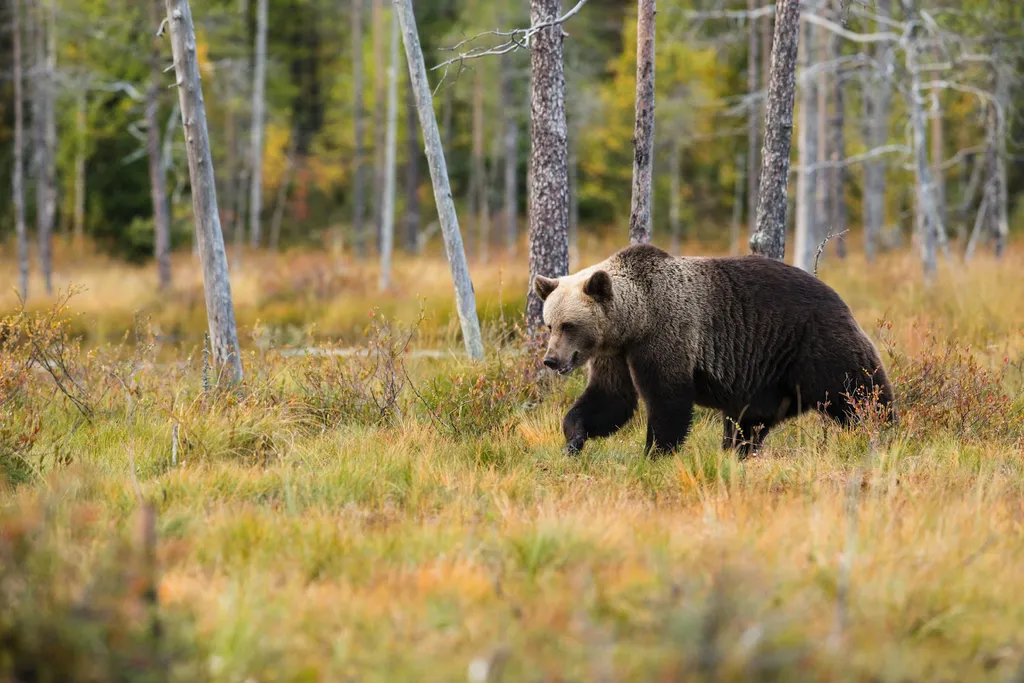 Ursos são onívoros, e os zoológicos deveriam alimentá-los com menos carne, segundo estudo (Imagem: Zdeněk Macháček/Unsplash)