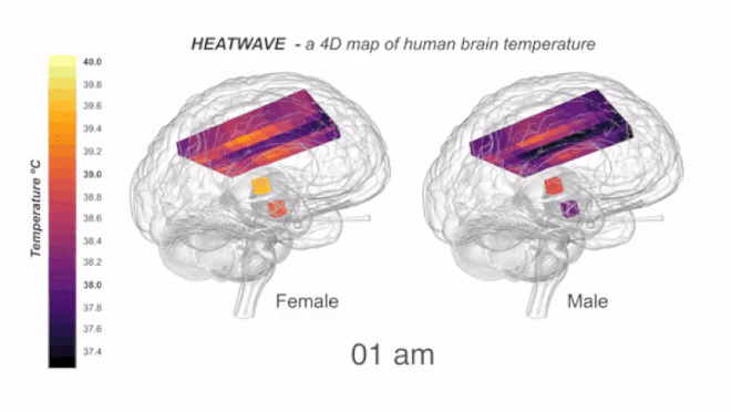 Mapa 4D das variações de temperatura no cérebro durante o dia (Imagem: N Rzechorzek/MRC LMB/Brain)
