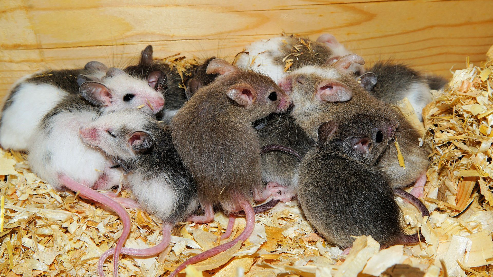 Tipos de ratos: você conhece todos?