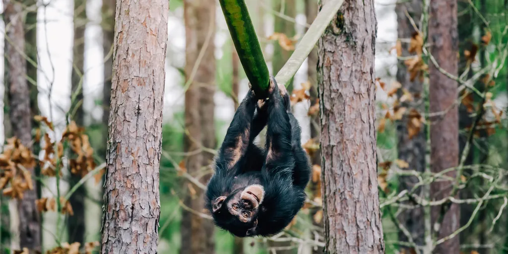 Como era o ancestral comum dos humanos e macacos? - Canaltech