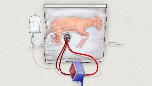 Cordeiros já crescem em útero artificial: seres humanos devem ser os próximos