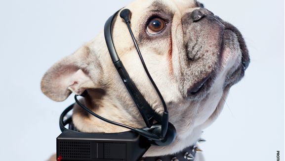 Headset que traduz pensamentos dos cachorros consegue financiamento independente