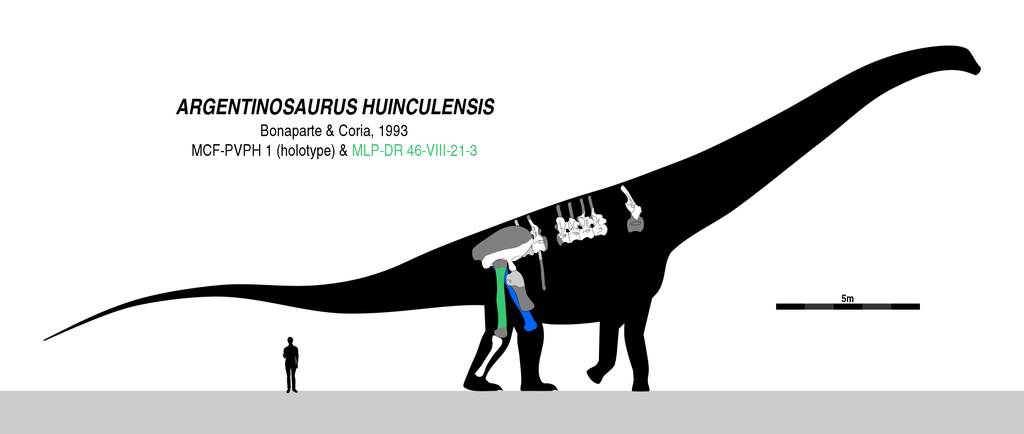 Argentinossauro retoma o posto de maior dinossauro que já existiu