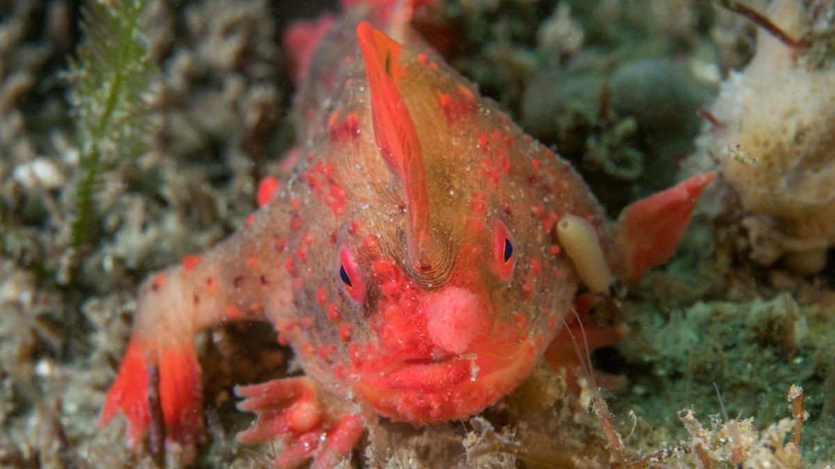 E Roa A Raro Peixe Mais Raro Do Mundo 2024 Raro