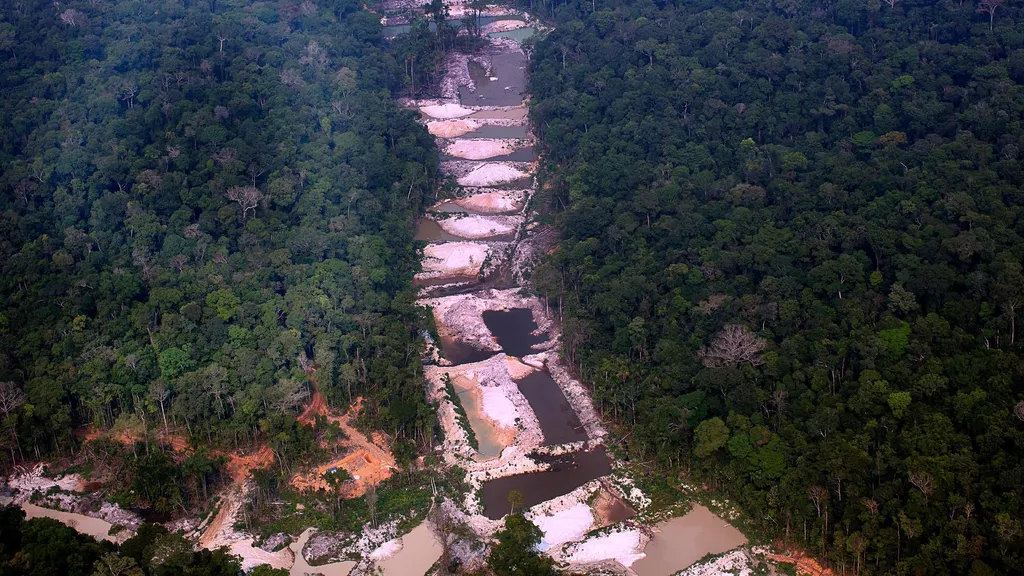 A modificação da floresta pelas terras pretas e seleção artificial de árvores deixaram a selva propícia para os indígenas, sem a necessidade de desmatamento (Imagem: Marizilda Cruppe/Amazon Watch/Amazônia Real)