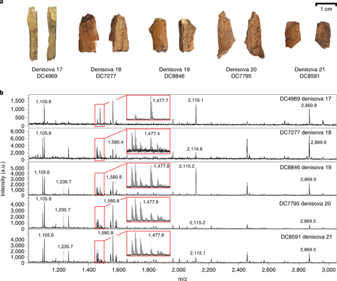 Fósseis mais antigos dos denisovanos são encontrados (Imagem: Reprodução/Brown et al., 2021/Nature Ecology & Evolution)