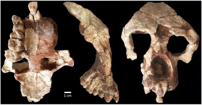 O crânio do símio estava muito bem preservado, indicando que evoluiu na Europa antes de ir para a África, sendo um parente muito próximo de nossa linhagem (Imagem: Sevim-Erol et al./Communications Biology)