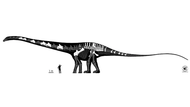Paleontólogos confirmam que Supersaurus é o dinossauro mais longo que já existiu