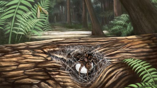 Aranhas pré-históricas são encontradas presas em âmbar com filhotes "nos braços"