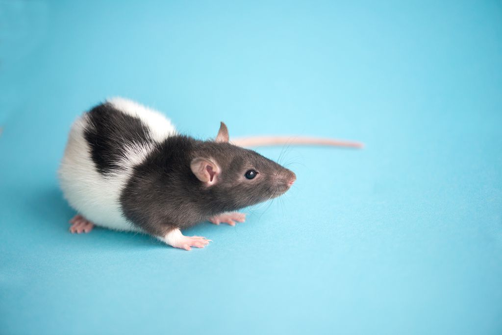Ratos podem ser infectados por novas variantes do coronavírus (Imagem: Reprodução/Twenty20photos/Envato Elements)