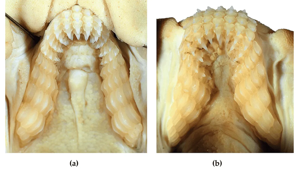 Nova espécie de tubarão tem dentes semelhantes aos humanos (Imagem: White et al, 2023/Diversity)