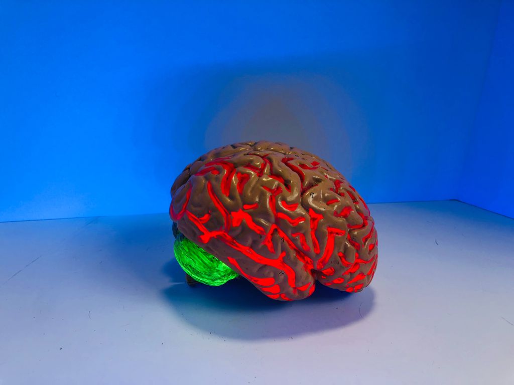 Os cérebros criados em laboratório podem se tornar conscientes? (Imagem: Natasha Connell/Unsplash)