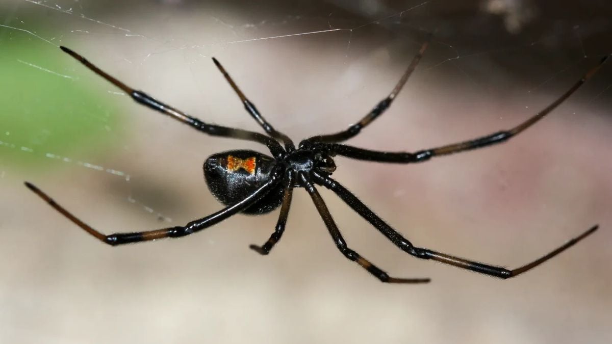 As 3 aranhas mais perigosas do mundo — como identificá-las