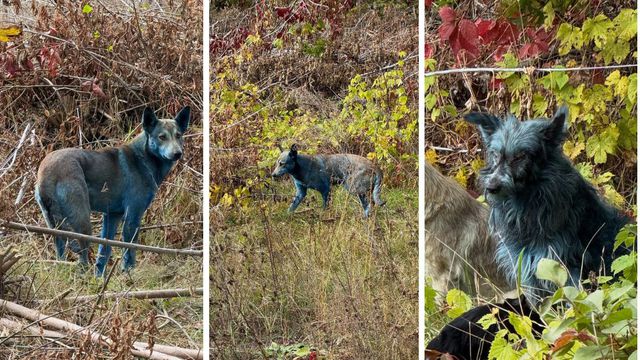 Reprodução/Instagram @cleanfuturesfund