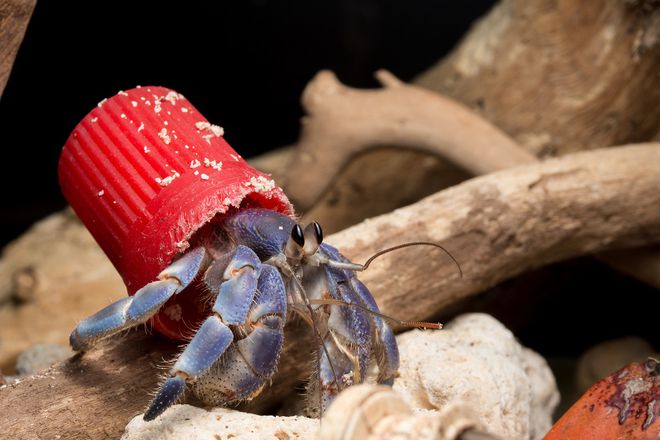 Caranguejos abandonam conchas naturais e começam a usar tampas de garrafa de plástico (Imagem: Shawn Miller/Okinawa Nature Photography)