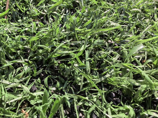 Huawei Mate XT Ultimate - modo macro