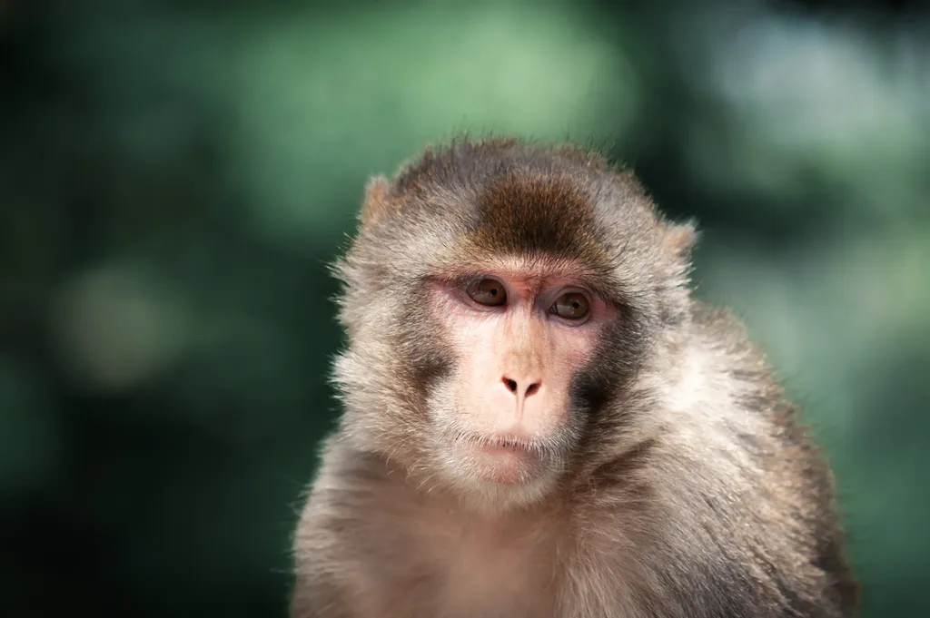 Ao analisar ossos de macacos-rhesus, cientistas dizem ter conseguido descobrir quais fêmeas haviam dado à luz em seu tempo de vida (Imagem: Ivankmit/Envato Elements)