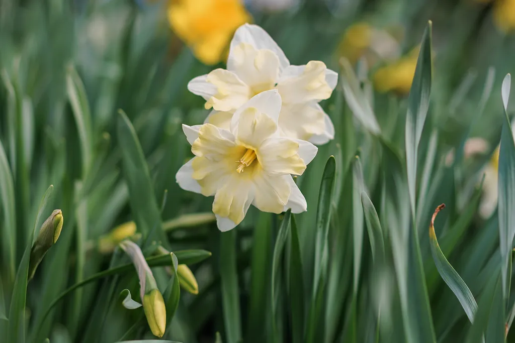 Narciso também se enquadra na lista de plantas venenosas e perigosas (Imagem: elmizaismagilova/envato)