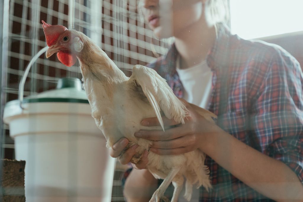 Casos da gripe aviária já foram identificados em humanos (Imagem: Reprodução/Cottonbro/Pexels)