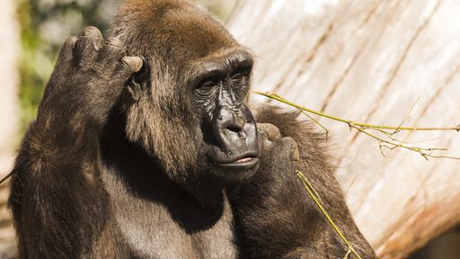 Animais de zoológicos dos EUA estão sendo imunizados contra a covid-19
