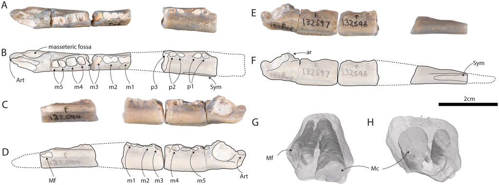 Monocrystalline fossils identified in Australia (Image: Flannery et al, 2024/Alcheringa: An Australian Journal of Palaeontology)