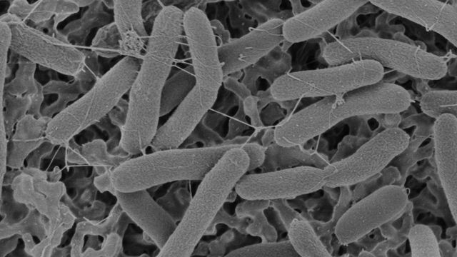 Ao "respirar", bactéria misteriosa consegue gerar material usado em eletrônicos