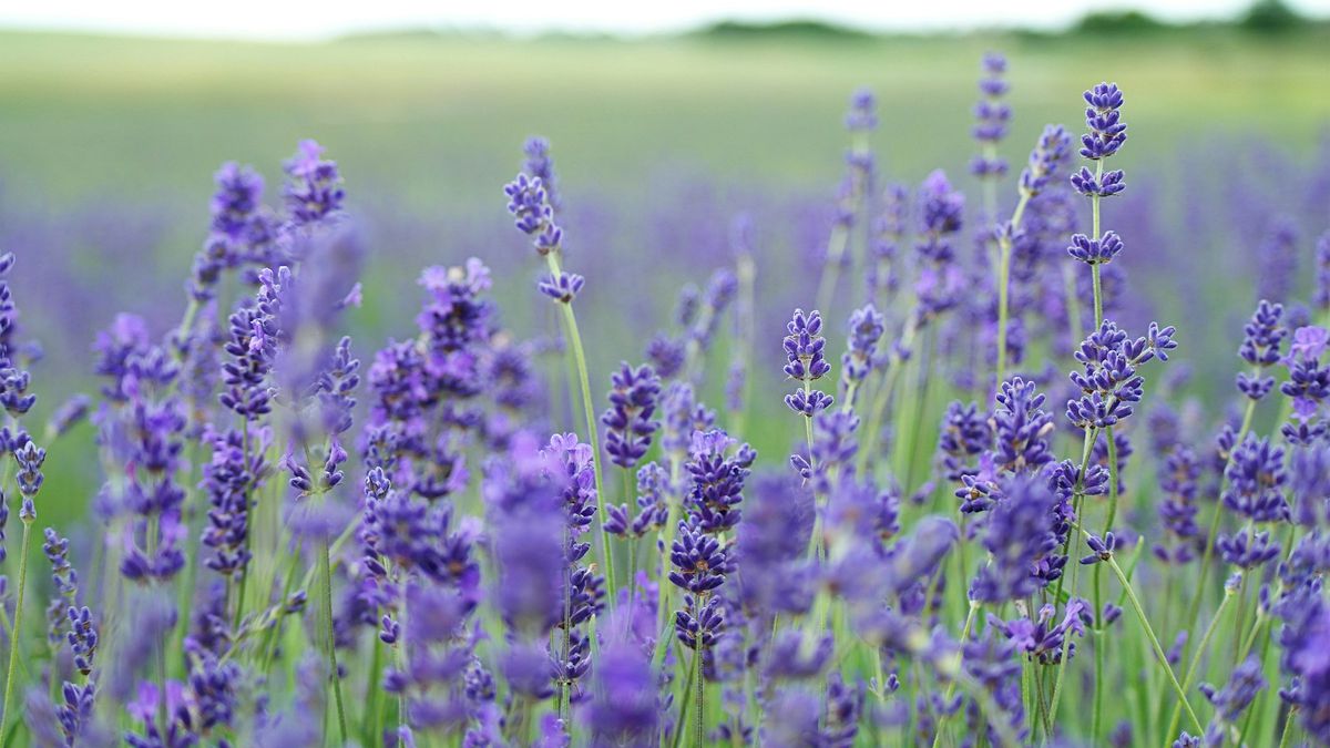 O roxo existe? Saiba o que a ciência diz sobre a cor predileta de tanta gente