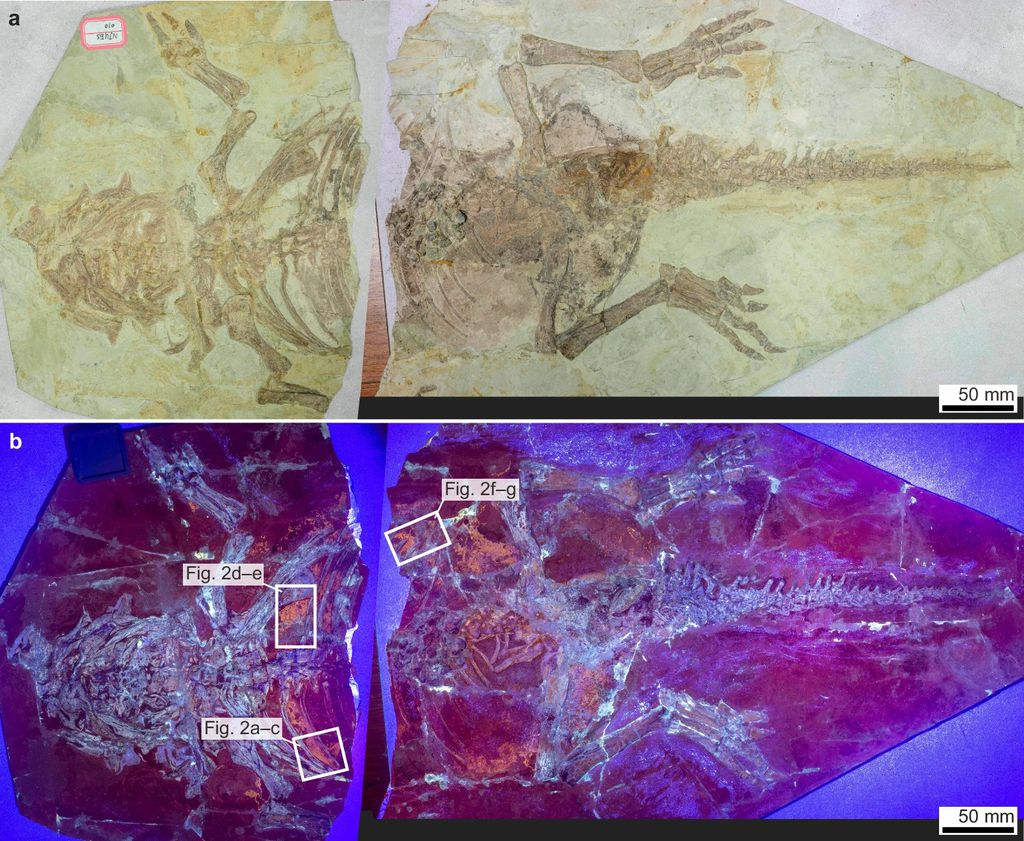 Acima, o fóssil de psitacossauro sob luz natural, e abaixo, sob luz UV: os tecidos moles aparecem na cor laranja e os ossos em ciano (Imagem: Yang et al./Nature Communications)