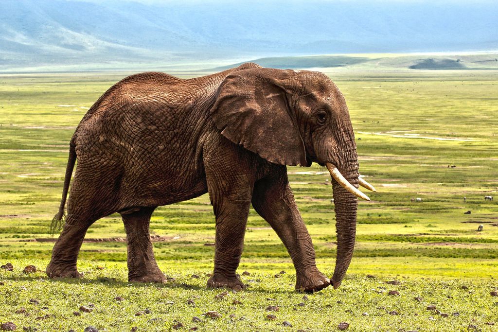 Namíbia faz alerta para fake news envolvendo COVID-19 e fezes de elefante (Imagem: laurent marx/Pixabay)