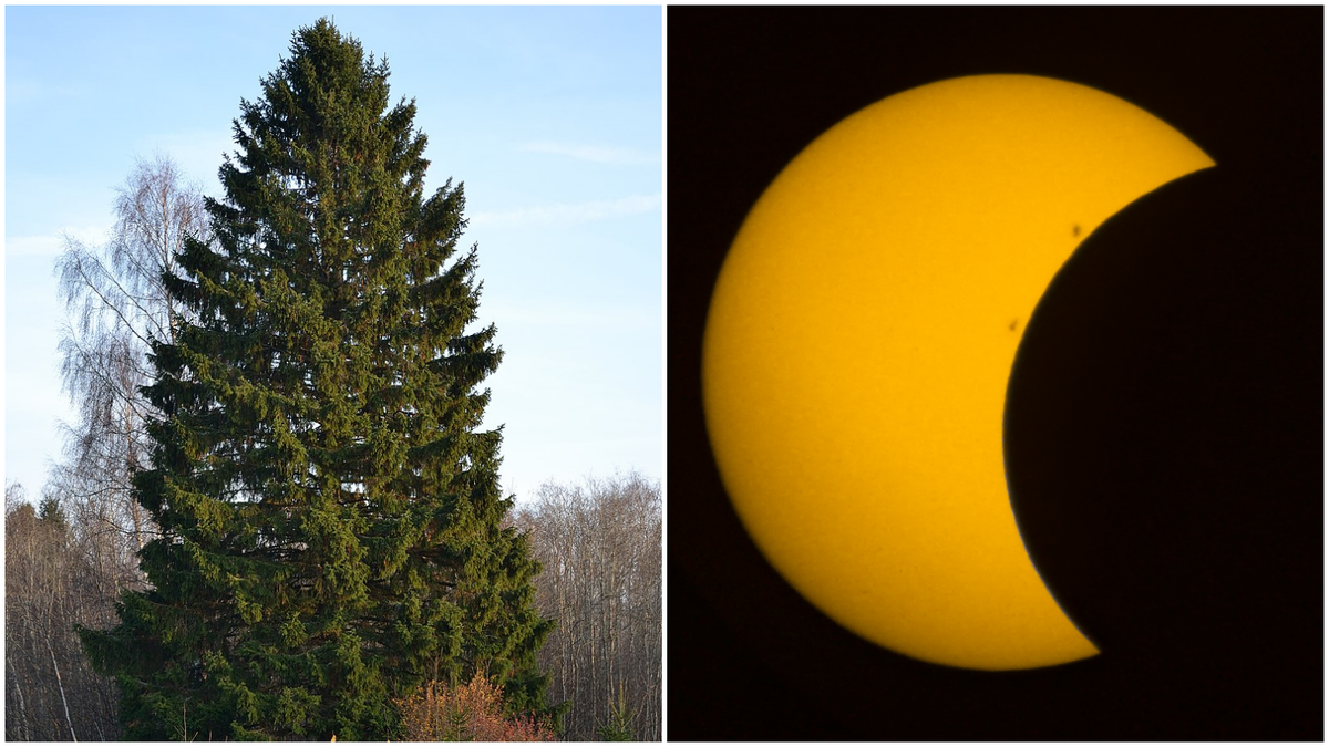 Cientistas questionam estudo que afirma que árvores 'conversam' antes de eclipse