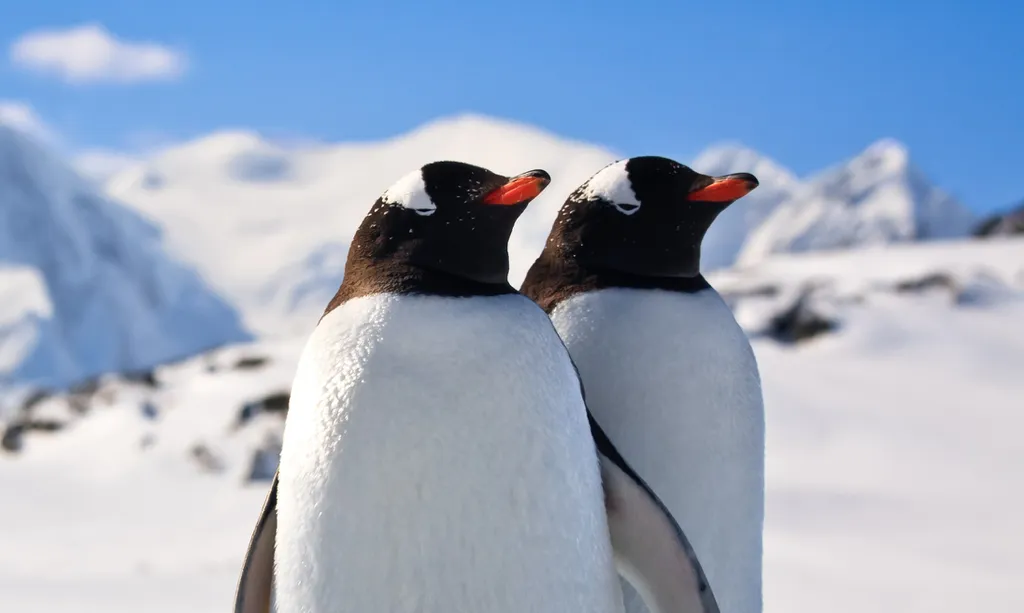 Pinguins adaptam a voz para ficar parecida com a de seus companheiros amorosos (Imagem: goinyk/envato)