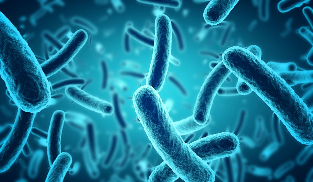 Bactéria rara e mortal aparece nos EUA e especialistas temem surto de doença