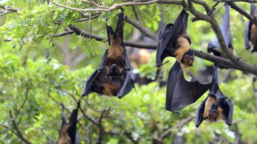 Spillover: pesquisadores usam máscaras para proteger morcegos do coronavírus