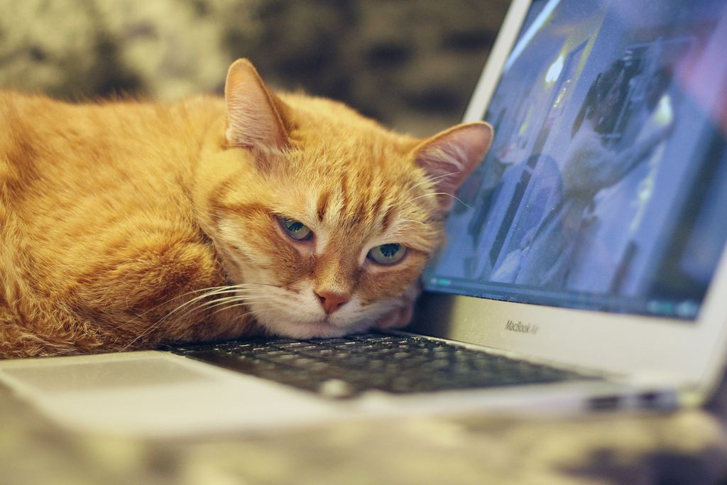 Gato deitado no teclado do Notebook (Imagem: IRCat/Pixabay)