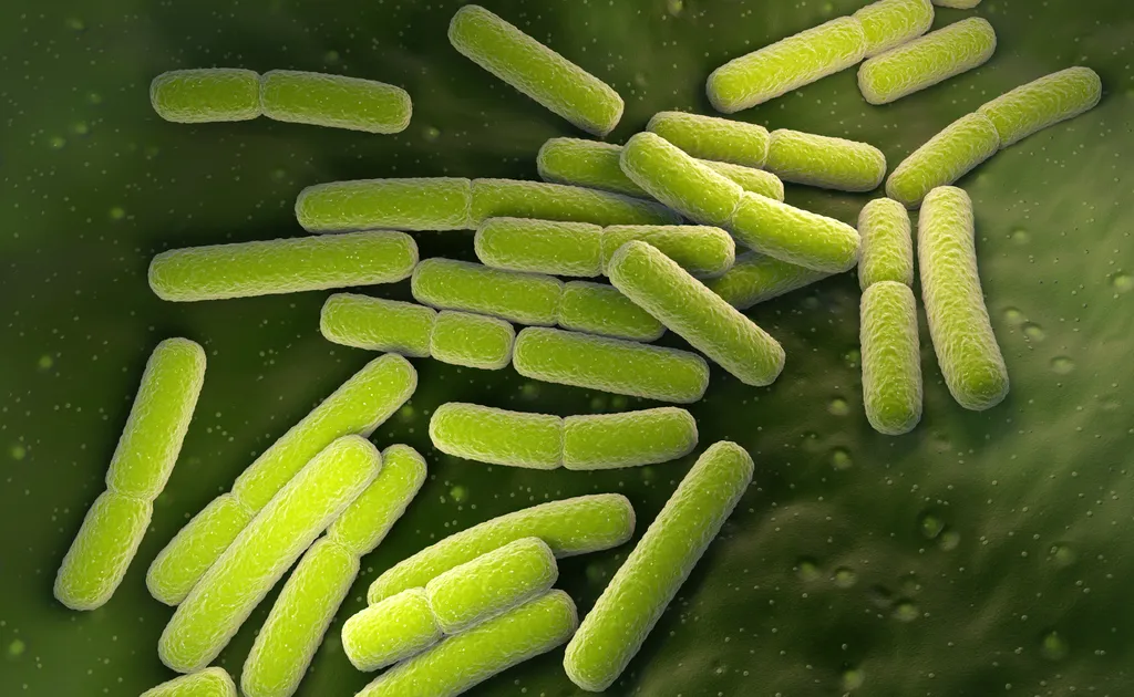 Escherichia coli, bactéria presente no trato gastrointestinal de animais e que pode causar doenças quando somos muito expostos a ela (Imagem: iLexx/Envato)