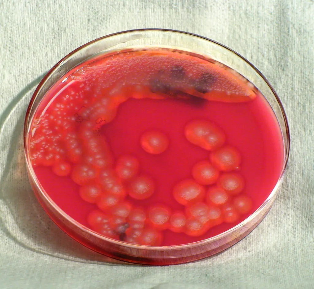 A comunicação entre bactérias é fundamental para a produção de fatores de virulência e do biofilme (Imagem: Pete Seidel/CDC)