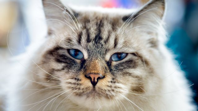 Dia Internacional do Gato: os maiores felinos dos games