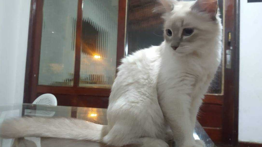 Primeiro caso de gato com COVID-19 no Brasil é confirmado